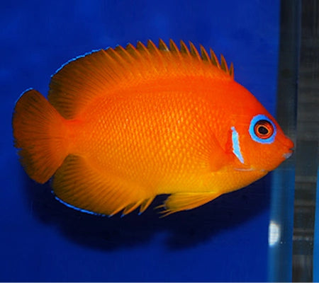 Lemonpeel Angelfish ORANGE - Centropyge flavissima