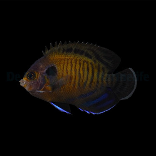Bluefin Angelfish - Centropyge multispinis