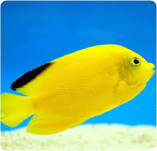 Woodheadi (Black Tip) Angel - Centropyge woodheadi Success A