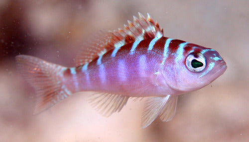 Chalk Basslet - Serranus tortugarum