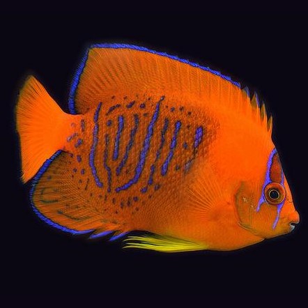 Clarion Angel - Holacanthus clarionensis
