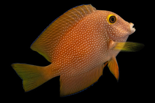Starry Kole Tang (Adult) - Ctenochaetus marginatus