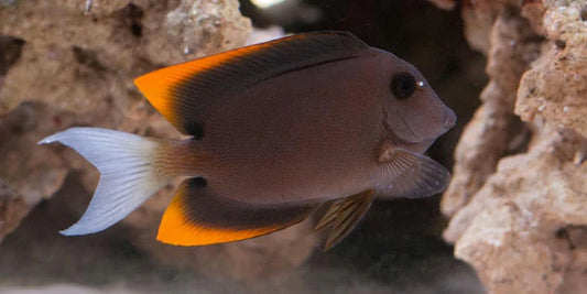 Flame Fin (Tomini) Tang - Ctenochaetus tominiensis