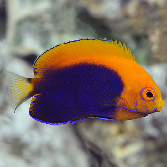 African Pygmy (Flameback) Angelfish
