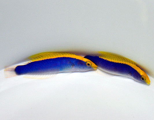 Lightning Wrasse - Halichoeres cyanocephalus