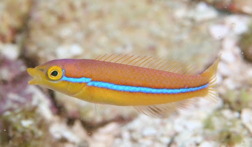 Neon Wrasse - Halichoeres garnoti