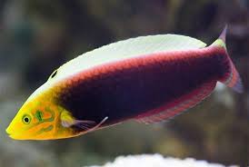 Radiant Wrasse EXPERT ONLY - Halichoeres iridis