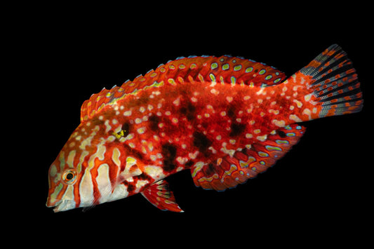 Madagascar Jewel Wrasse - Halichoeres lapillus