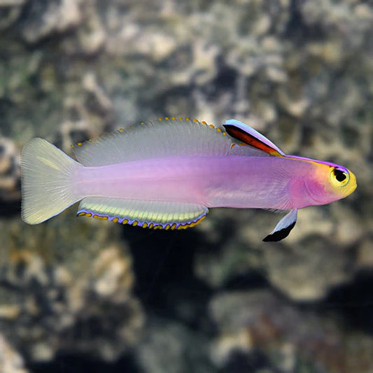 Helfrichi Goby - Nemateleotris helfrichi