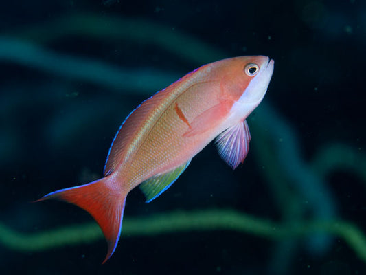 Redbar Anthias - Pseudanthias cooperi