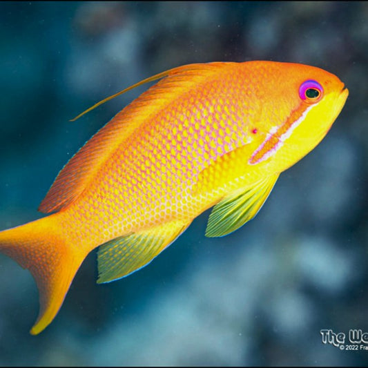 Lyre Tail Anthias (Female) - Coral Farm Kuwait