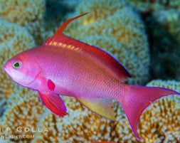 Lyretail Anthias (Male) - Pseudanthias squamipinnis