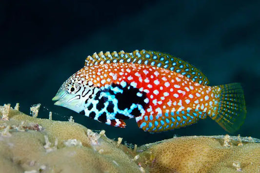 Blue Star Leopard Wrasse EXPERT ONLY - Macropharyngodon bipartitus
