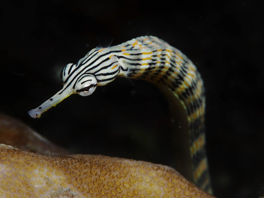 Dragonface pipefish - Corythoichthys haematopterus