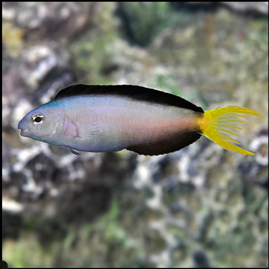 Mozambique Blenny - Meiacanthus mossambicus