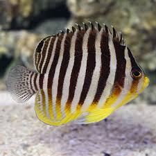 Multi-Bar Angel (Marshall Island species) - Paracentropyge multifasciata {EXPERTS ONLY}