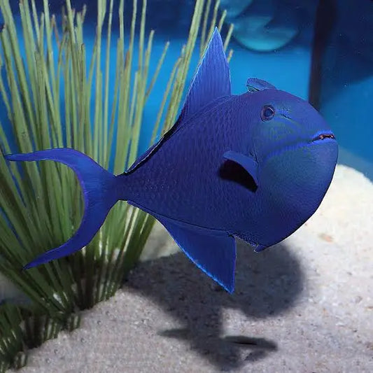 Redtoothed triggerfish - Odonus niger