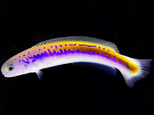 Oreni Tilefish - Hoplolatilus oreni