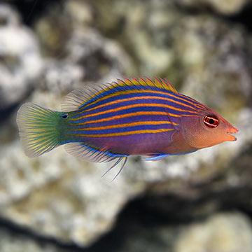 Six Line Wrasse - Pseudocheilinus hexataenia