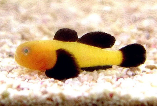 Panda Goby - Paragobius lacunicolus (Small)