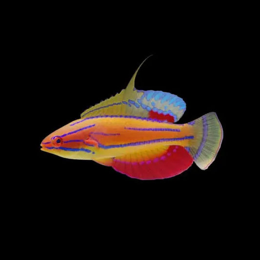 Carpenter's flasher wrasse - Paracheilinus carpenteri
