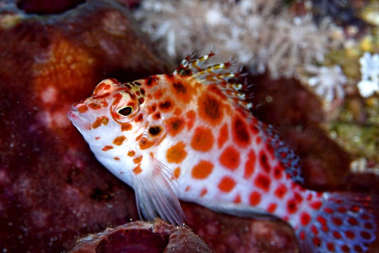 Pixy/Spotted Hawkfish Cirrhitichthys oxycephalus