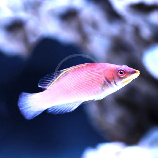 scarlet pinstripe wrasse - Pseudocheilinus evanidus