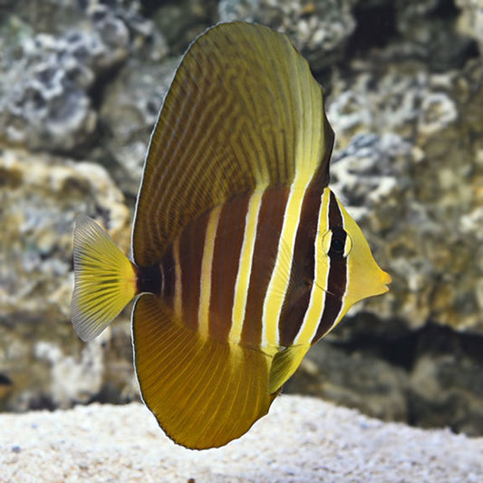 Sailfin Tang, Desjardini Zebrasoma desjardini