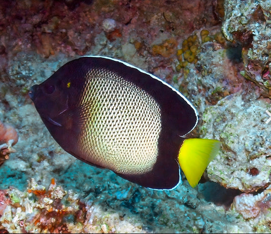 Red Sea Angelfish Large