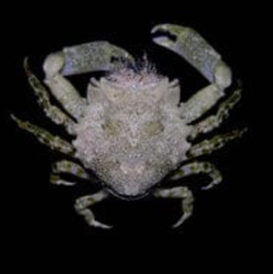 Pithos Crab - Pitho mirabilis