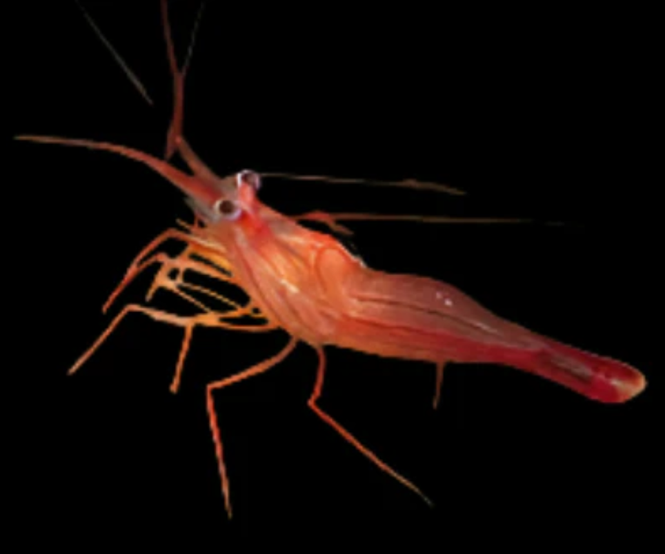 Peppermint Shrimp; Atl. - Lysmata wurdemanni