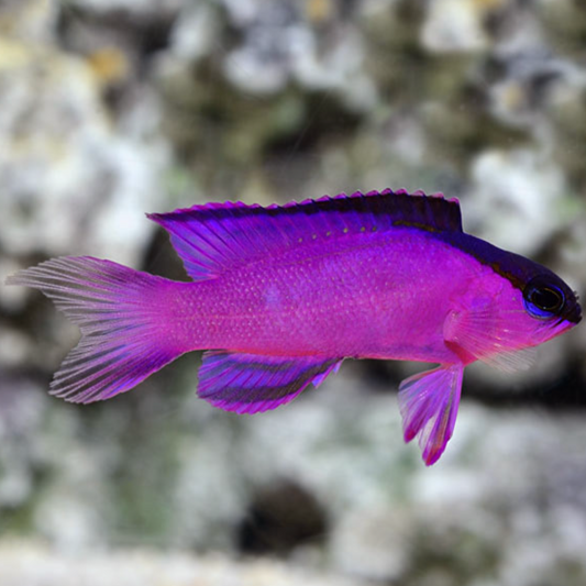 Black Cap Basslet
