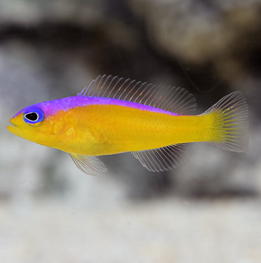 Purple Stripe Dottyback