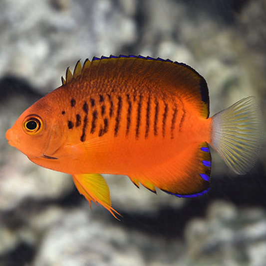 True Shepard's Angelfish (Japan)