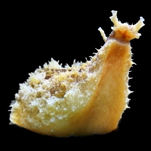 Dolabella Sea hare