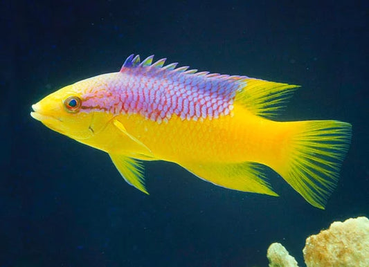 Spanish Hogfish - Bodianus rufus