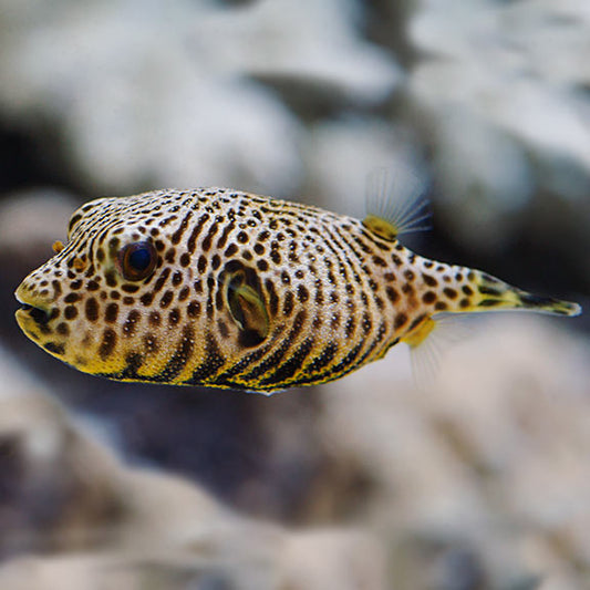 Golden Stellatus Pufferfish (Arothron stellatus) LARGE