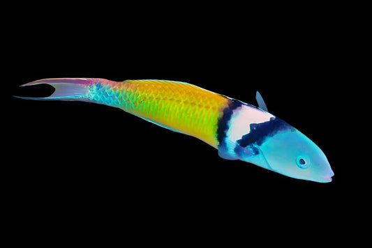 Bluehead Wrasse - Thalassoma bifasciatum