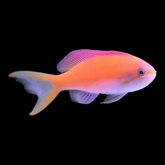 Threadfin Anthias (Female) - Nemanthias carberryi