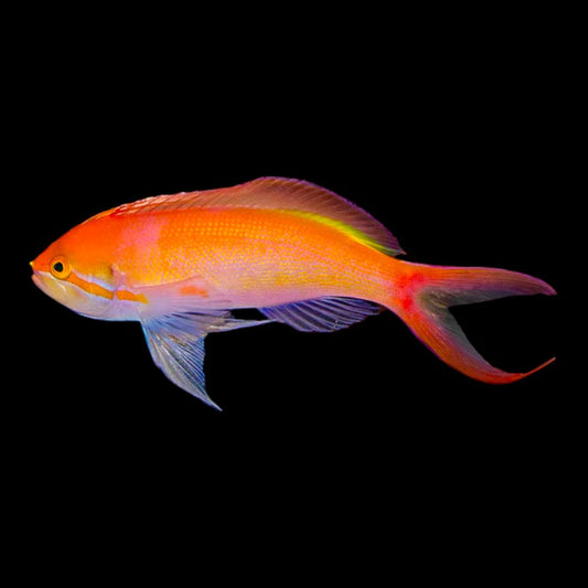 Threadfin Anthias (Male) - Nemanthias carberryi