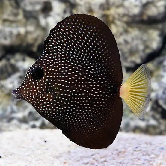 Gem Tang - Zebrasoma Gemmatum