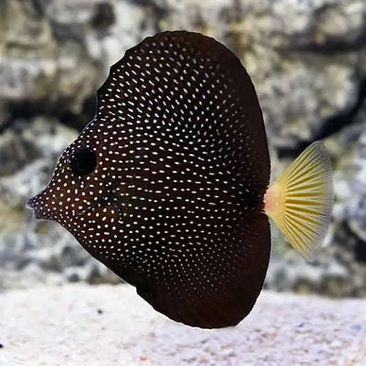 Gem Tang - Zebrasoma Gemmatum