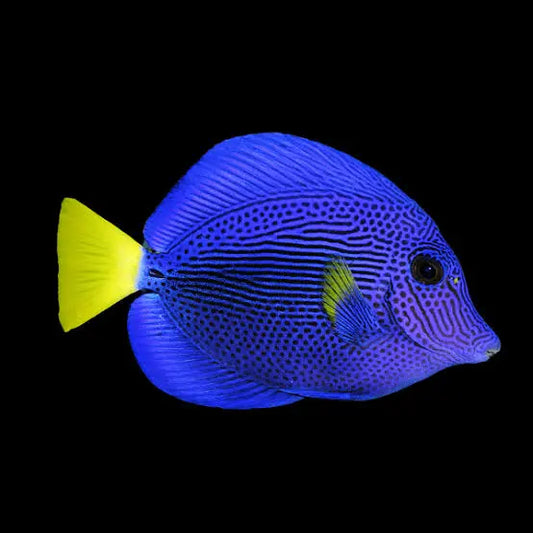 Puple Tang - Zebrasoma xanthurus (SMALL)