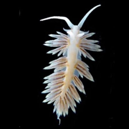 Berghia nudibranch - Berghia Stephanieae