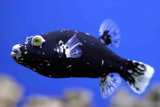 Midnight Arothron Puffer - Solomon Islands