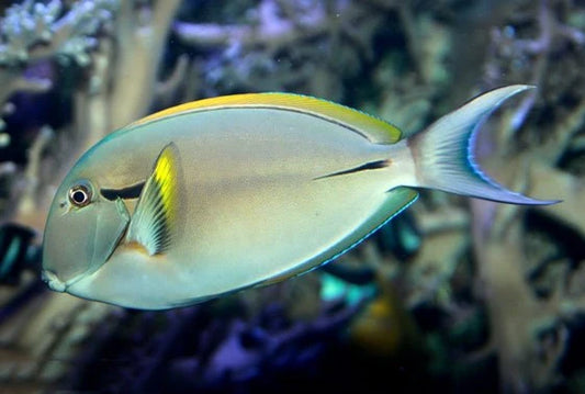 Epaulette surgeonfish - Acanthurus nigricauda