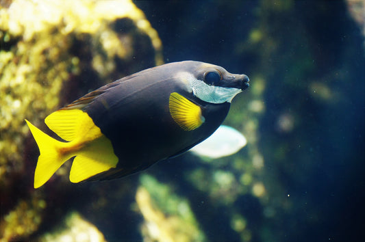 Bicolor Foxface - Siganus uspi