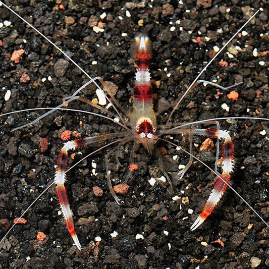 Boxing Shrimp - Stenopus hispidus