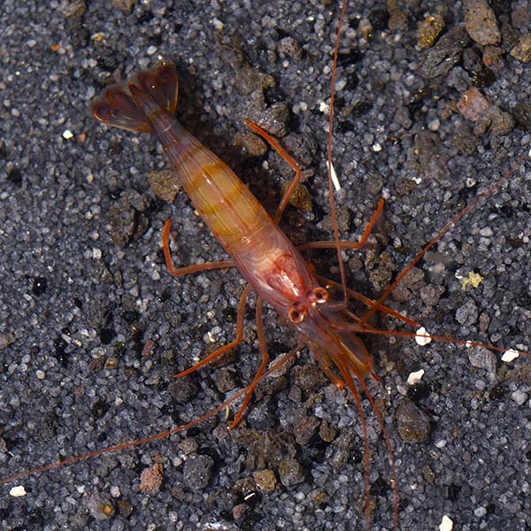 Peppermint Shrimp (Lysmata vittata)