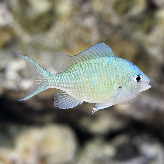 Blue Green Reef Chromis - Chromis viridis
